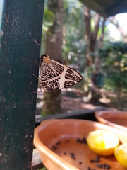 Colobura dirce