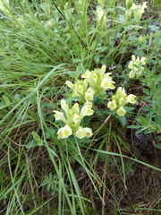 Scutellaria caucasica