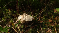 Tricholoma virgatum