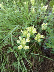 Scutellaria caucasica