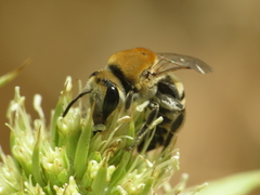 Colletes hylaeiformis