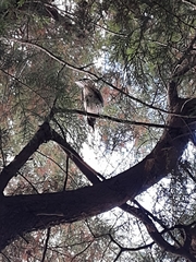 Turdus leucomelas