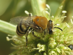 Colletes hylaeiformis