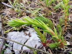 Petrosedum ochroleucum