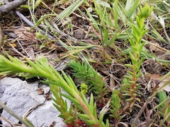 Petrosedum ochroleucum