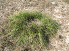 Beaucarnea glassiana