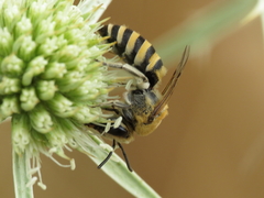 Colletes hylaeiformis