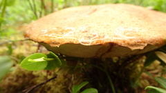 Leccinum vulpinum