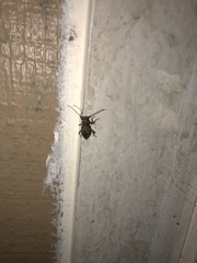 Plectrura spinicauda