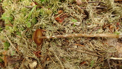 Galerina paludosa