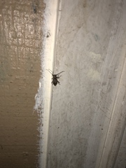 Plectrura spinicauda