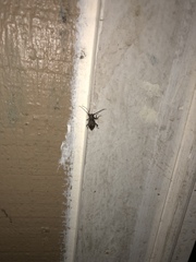 Plectrura spinicauda