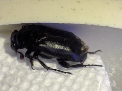 Nicrophorus nigrita