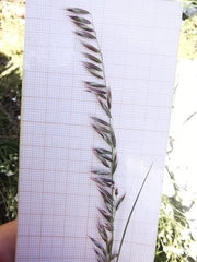 Melica amethystina