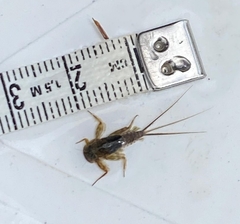 Ecdyonurus venosus