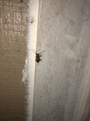 Plectrura spinicauda