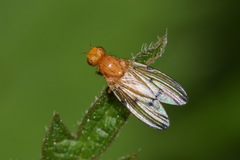 Minettia inusta