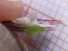 Melica amethystina