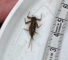 Ecdyonurus venosus