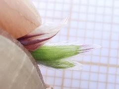 Melica amethystina