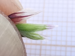 Melica amethystina