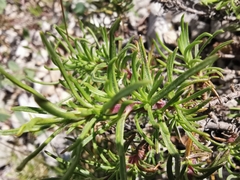 Plantago sempervirens