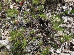 Plantago sempervirens