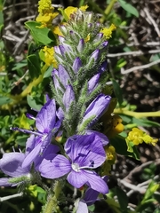 Veronica orsiniana