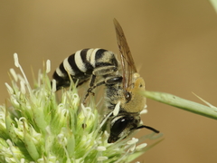 Colletes hylaeiformis