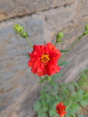 Geum coccineum
