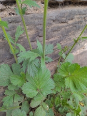Geum coccineum