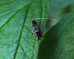 Adela septentrionella