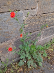 Geum coccineum