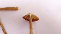 Galerina paludosa