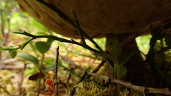 Leccinum vulpinum