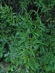 Rhamnus erythroxyloides
