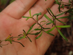 Coprosma cuneata
