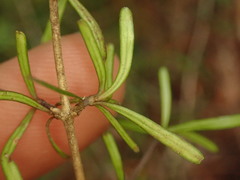 Coprosma cuneata