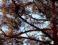 Turdus pilaris