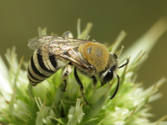Colletes hylaeiformis