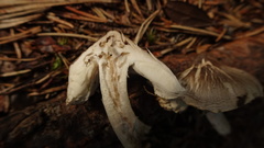 Tricholoma virgatum