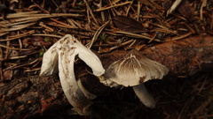 Tricholoma virgatum