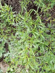 Rhamnus erythroxyloides