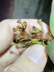 Corymbia trachyphloia