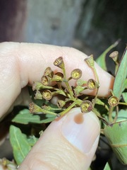 Corymbia trachyphloia