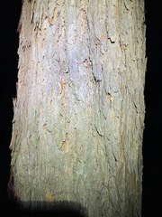 Corymbia trachyphloia