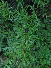 Rhamnus erythroxyloides