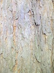 Corymbia trachyphloia