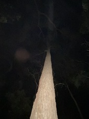 Corymbia trachyphloia