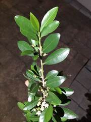 Erythroxylum emarginatum